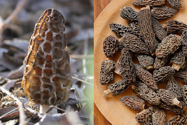 野生羊肚菌一年采幾次，哪里可以買到羊肚菌