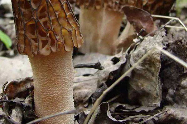 羊肚菌菌腳應(yīng)該如何吃 羊肚菌菌腳應(yīng)該如何吃