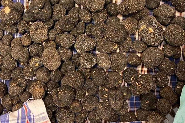 正宗松露燉雞怎么做 正宗松露燉雞怎么做