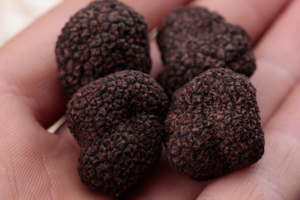 黑松露有哪些副作用和禁忌 黑松露有哪些副作用和禁忌
