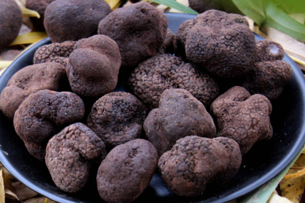 不小心喝了過期的松露泡酒怎么辦 不小心喝了過期的松露泡酒怎么辦