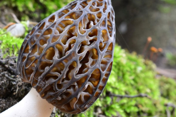 羊肚菌煲湯放什么藥材，羊肚菌與太子參燉湯的功效