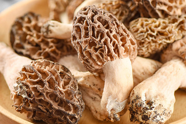 羊肚菌哪些人不宜吃，羊肚菌不能和什么同煮