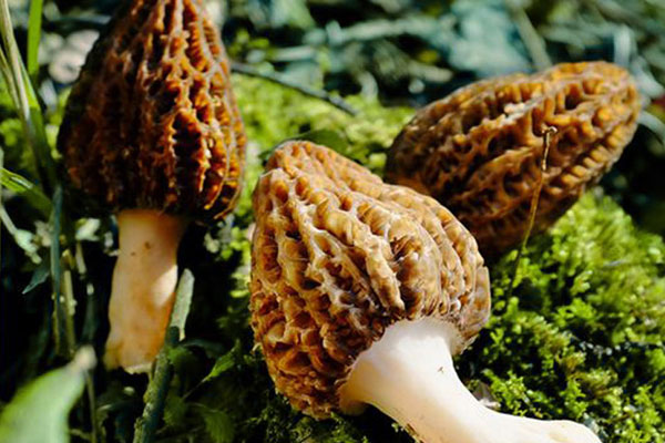 羊肚菌燉牛肉需要放姜嗎