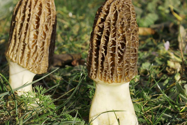 羊肚菌燉牛肉的做法