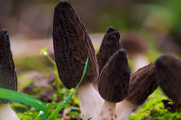 羊肚菌怎么煲粥吃，羊肚菌燉鴿子的功效作用