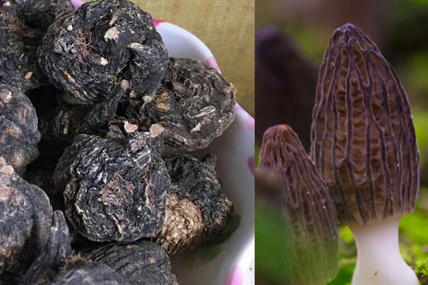 羊肚菌和瑪卡可以一起煲湯嗎 羊肚菌和瑪卡可以一起煲湯嗎