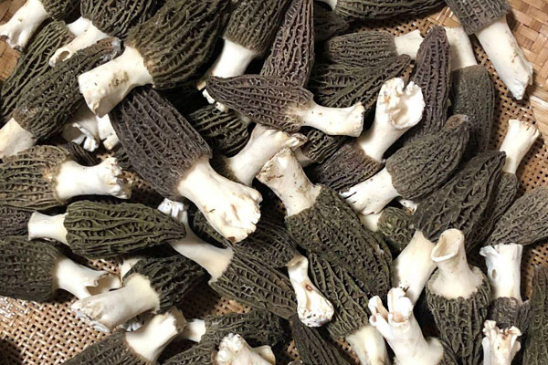 羊肚菌可以經(jīng)常吃嗎