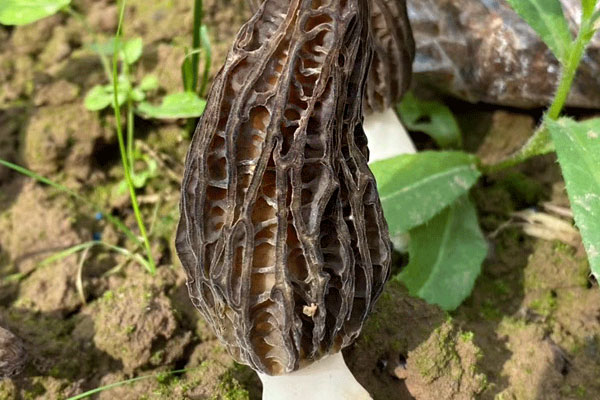 晚上吃羊肚菌會胖嗎，蒸羊肚菌孕婦可以吃嗎