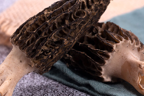 羊肚菌8個月的嬰兒可以吃嗎