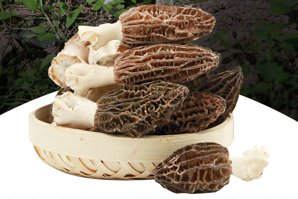 羊肚菌的頭可以吃嗎，羊肚菌頭期是幾時(shí)