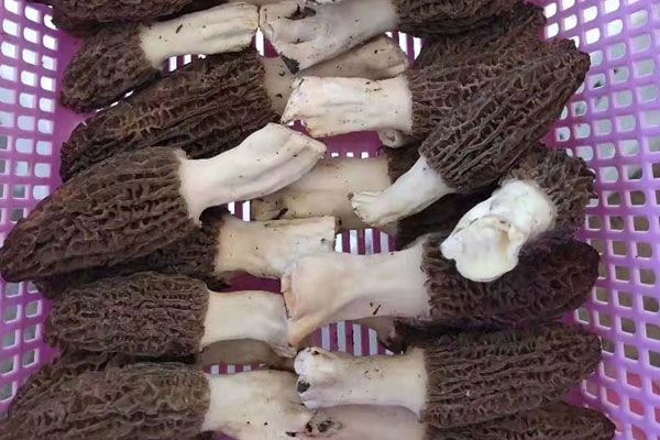 羊肚菌第一期是什么時(shí)候 羊肚菌第一期是什么時(shí)候