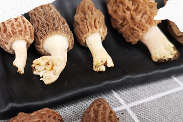 羊肚菌可以長時(shí)間燉嗎，羊肚菌竹蓀燉雞湯怎么做