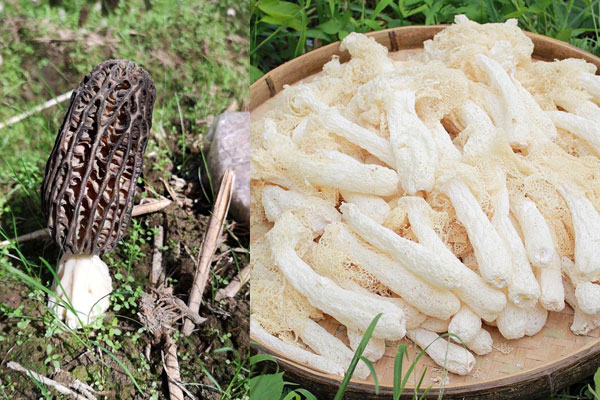 羊肚菌和竹蓀粉葛能一起吃嗎