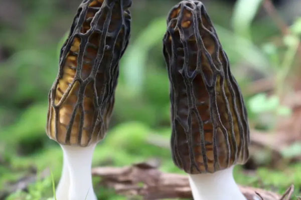 新鮮羊肚菌很快就煮熟嗎