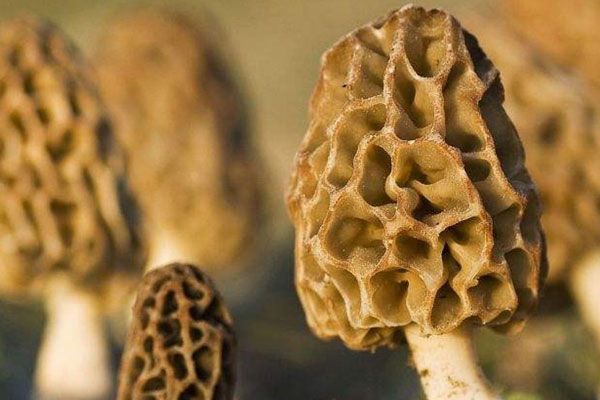 羊肚菌爛了還能吃嗎 羊肚菌爛了還能吃嗎