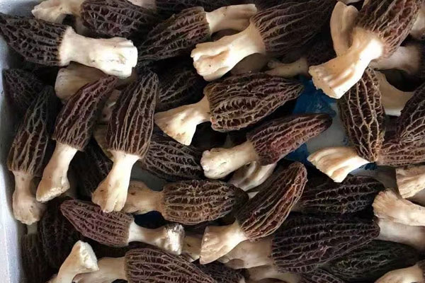 新鮮羊肚菌放了一年還能吃嗎，怎樣煲羊肚菌湯功效更好