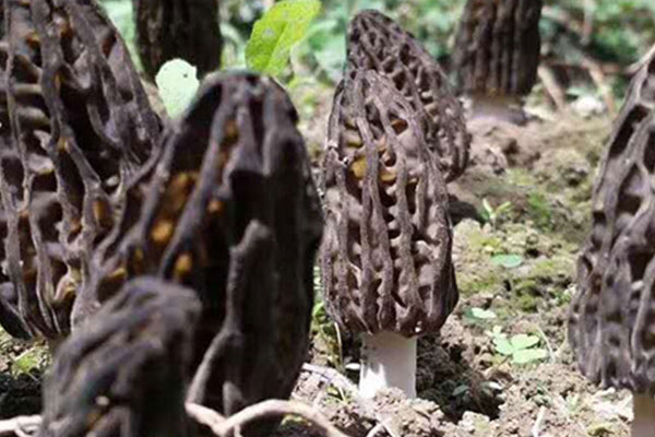 羊肚菌什么樣的品質(zhì)最好 羊肚菌什么樣的品質(zhì)最好