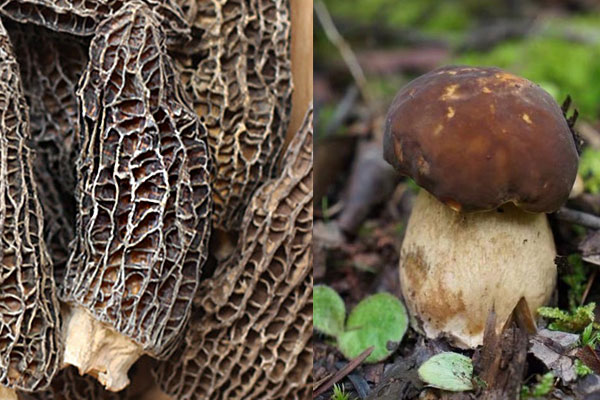 牛肚菌和羊肚菌的區(qū)別，羊肚菌為什么那么貴