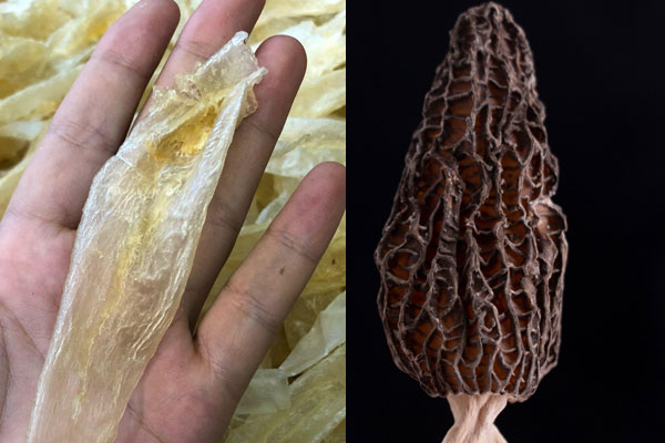 羊肚菌可以燉魚膠和洋參嗎 羊肚菌可以燉魚膠和洋參嗎