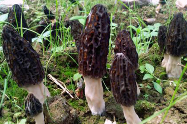 羊肚菌猴頭菇石斛湯的功效作用 羊肚菌猴頭菇石斛湯的功效作用