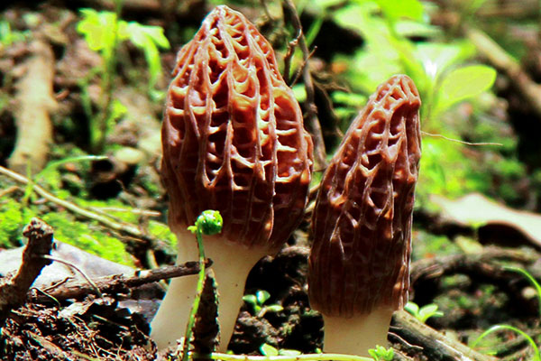 天天吃羊肚菌會(huì)不會(huì)太補(bǔ)了，羊肚菌抗癌效果好嗎