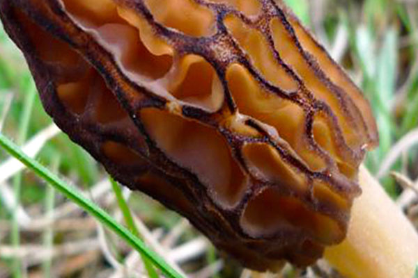 羊肚菌抗癌效果好不好 羊肚菌抗癌效果好不好