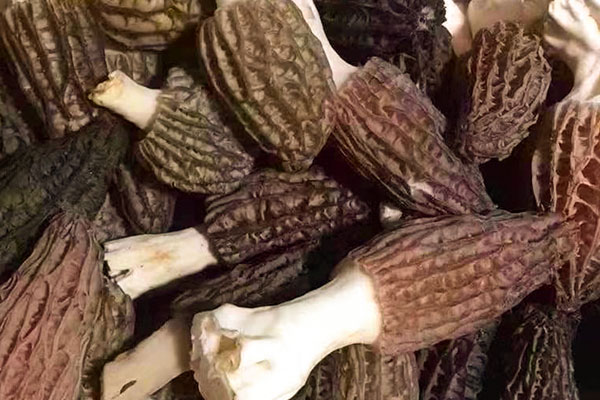 羊肚菌是否越小越貴 羊肚菌是否越小越貴