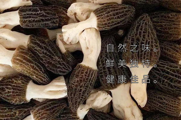 淋巴瘤可以吃羊肚菌嗎，過敏的人為什么不能吃羊肚菌