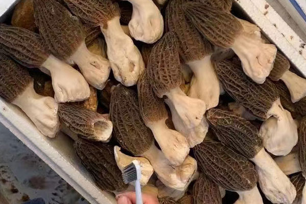 過(guò)敏的人為啥不可以吃羊肚菌 過(guò)敏的人為啥不可以吃羊肚菌