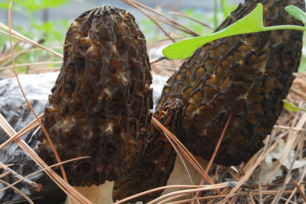 食用羊肚菌過敏啥癥狀，吃完羊肚菌惡心想吐腹瀉