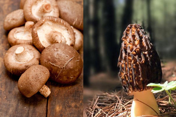 羊肚菌能和香菇一起煮嗎 羊肚菌能和香菇一起煮嗎