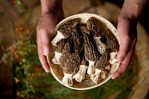 直腸癌化療期間能吃羊肚菌嗎，羊肚菌對(duì)肺癌有好處嗎