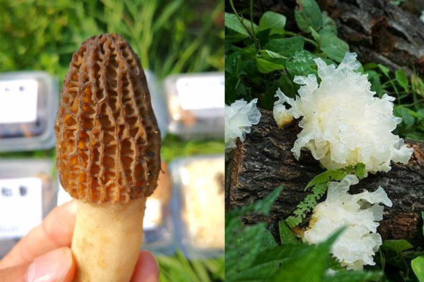 羊肚菌可以跟銀耳一起煮嗎 羊肚菌可以跟銀耳一起煮嗎