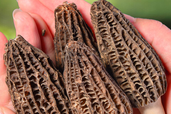 肺癌病人可以吃羊肚菌嗎，胃癌病人可以吃羊肚菌嗎