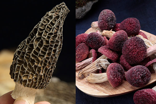 羊肚菌和紅菇可以一起燉肉嗎 羊肚菌和紅菇可以一起燉肉嗎