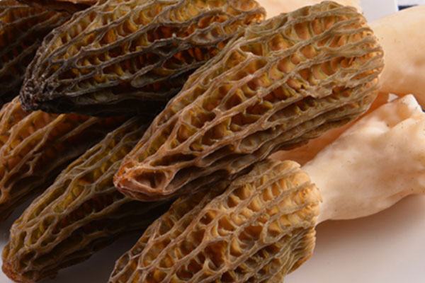 羊肚菌治癌癥是真的嗎，羊肚菌和什么相克