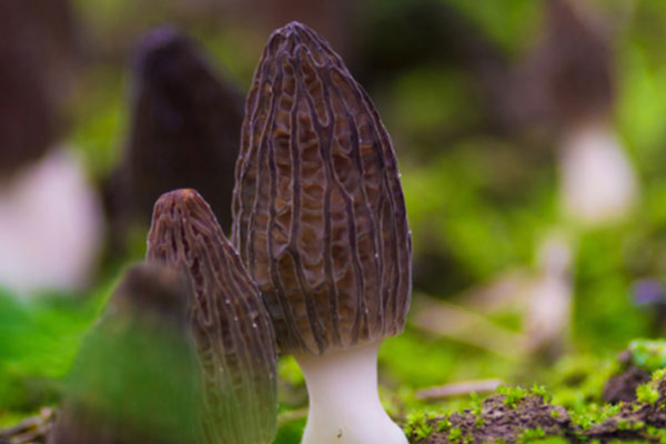 羊肚菌可以治肺癌嗎 羊肚菌可以治肺癌嗎