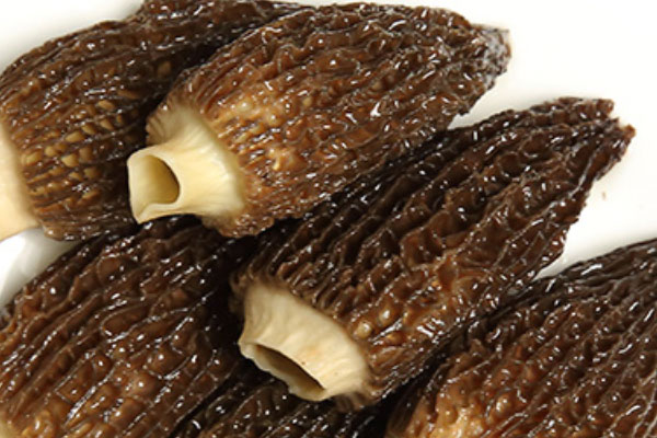 腎病可以吃羊肚菌嗎，腦梗病人可以吃羊肚菌嗎