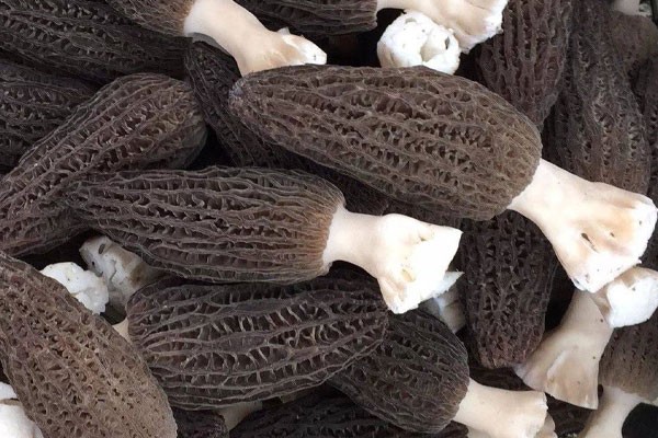 羊肚菌毛豆雞丁的功效作用 羊肚菌毛豆雞丁的功效作用