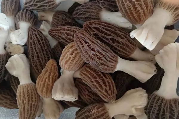 羊肚菌魚香茄子煲的做法竅門 羊肚菌魚香茄子煲的做法竅門