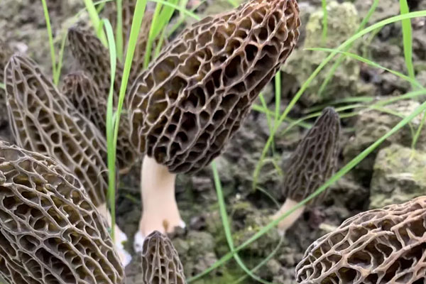 羊肚菌燒麻婆豆腐的竅門 羊肚菌燒麻婆豆腐的竅門