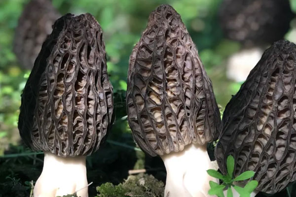 羊肚菌油爆蝦的禁忌人群 羊肚菌油爆蝦的禁忌人群