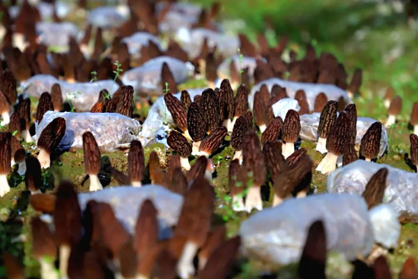 羊肚菌油爆蝦的功效作用 羊肚菌油爆蝦的功效作用