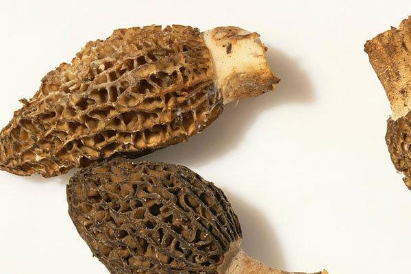 羊肚菌干煸豆角的功效作用 羊肚菌干煸豆角的功效作用