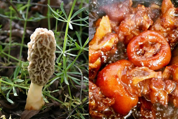 羊肚菌腐乳豬蹄的做法，有哪些食用禁忌呢