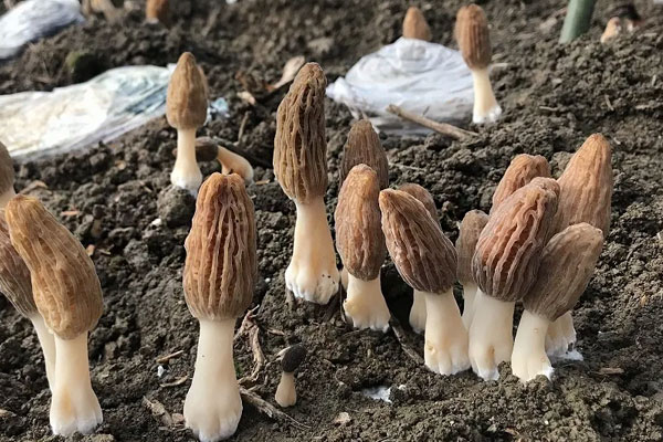 羊肚菌腐乳豬蹄的功效作用 羊肚菌腐乳豬蹄的功效作用