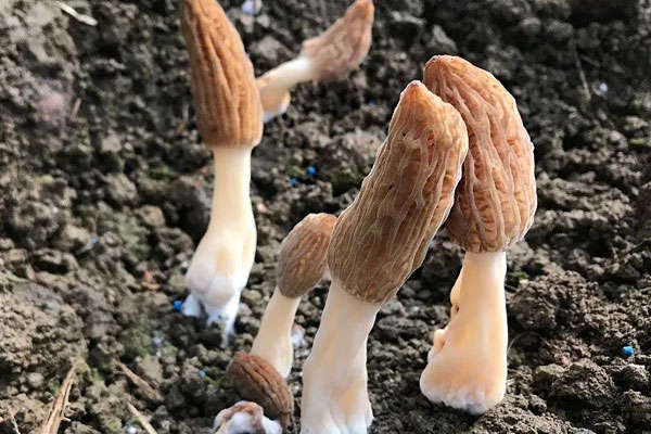 羊肚菌腐乳豬蹄的食用禁忌 羊肚菌腐乳豬蹄的食用禁忌