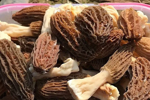 羊肚菌酸湯米線的做法竅門 羊肚菌酸湯米線的做法竅門