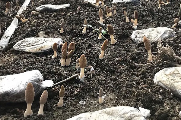 羊肚菌酸湯米線的熱量高嗎 羊肚菌酸湯米線的熱量高嗎